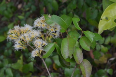 Syzygium lanceolatum